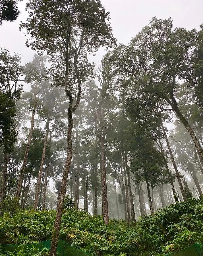 Flower Valley Plantation Homestay Munnar 0*,  Indien